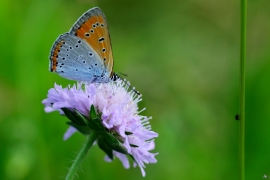 Blaeulinge_9683