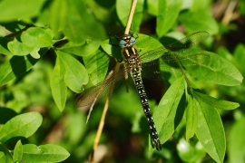 Früher Schilfjäger - Brachytron pratense