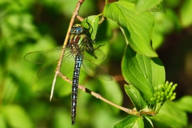 Früher Schilfjäger - Brachytron pratense