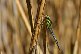 Früher Schilfjäger - Brachytron pratense