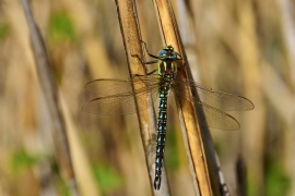 Früher Schilfjäger - Brachytron pratense