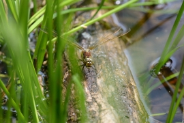 Früher Schilfjäger - Brachytron pratense