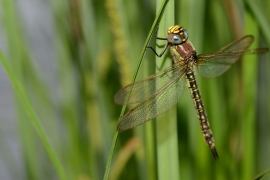 Früher Schilfjäger - Brachytron pratense