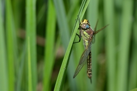 Früher Schilfjäger - Brachytron pratense