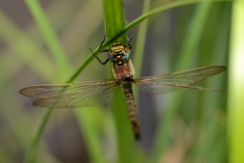 Früher Schilfjäger - Brachytron pratense