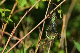 Früher Schilfjäger - Brachytron pratense