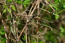 Früher Schilfjäger - Brachytron pratense