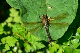 Früher Schilfjäger - Brachytron pratense