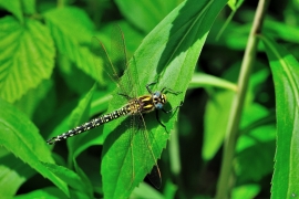 Früher Schilfjäger - Brachytron pratense