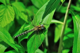 Früher Schilfjäger - Brachytron pratense