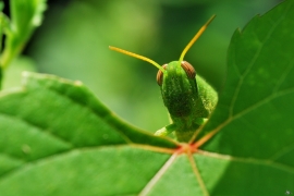 Ägyptische Wanderheuschrecke - Anacridium aegyptium