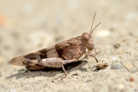 Blauflügelige Sandschrecke