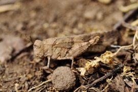 Blauflügelige Sandschrecke