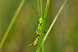 Kleine Goldschrecke – Euthystira brachyptera