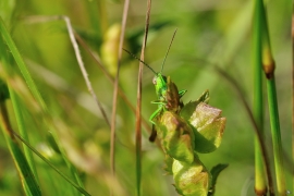 Kleine-Goldschrecke