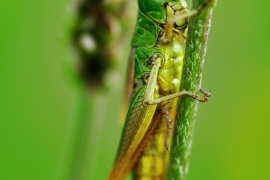 Kleine-Goldschrecke