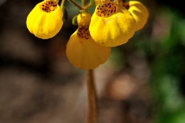 Pantoffelblumen - Calceolaria