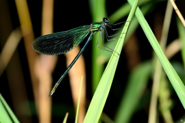 Gebänderte Prachtlibelle - Calopteryx splendens