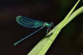 Gebänderte Prachtlibelle - Calopteryx splendens