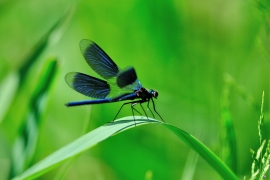 Gebänderte Prachtlibelle - Calopteryx splendens