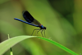 Gebänderte Prachtlibelle - Calopteryx splendens