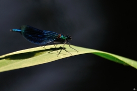 Gebänderte Prachtlibelle - Calopteryx splendens