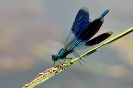 Gebänderte Prachtlibelle - Calopteryx splendens