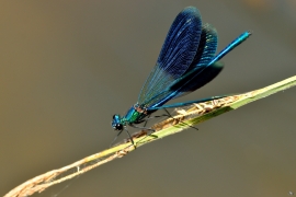 Gebänderte Prachtlibelle - Calopteryx splendens