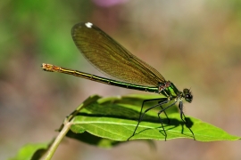 Gebänderte Prachtlibelle - Calopteryx splendens