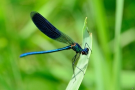 Gebänderte Prachtlibelle - Calopteryx splendens