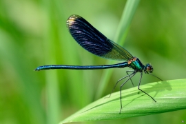 Gebänderte Prachtlibelle - Calopteryx splendens