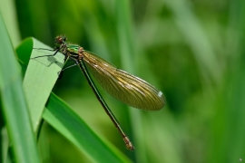 Gebänderte Prachtlibelle - Calopteryx splendens