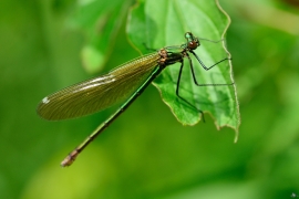 Gebänderte Prachtlibelle - Calopteryx splendens