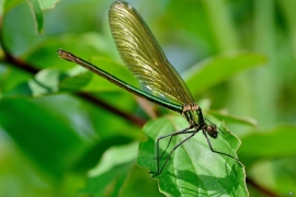 Gebänderte Prachtlibelle - Calopteryx splendens