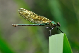 Gebänderte Prachtlibelle - Calopteryx splendens