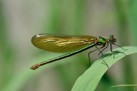 Gebänderte Prachtlibelle - Calopteryx splendens