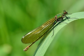 Gebänderte Prachtlibelle - Calopteryx splendens