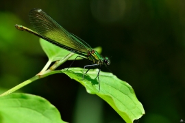 Gebänderte Prachtlibelle - Calopteryx splendens