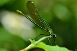 Gebänderte Prachtlibelle - Calopteryx splendens