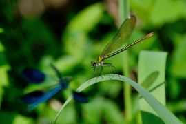 Gebänderte Prachtlibelle - Calopteryx splendens