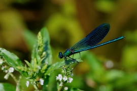 Gebänderte Prachtlibelle - Calopteryx splendens