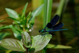 Gebänderte Prachtlibelle - Calopteryx splendens