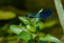 Gebänderte Prachtlibelle - Calopteryx splendens