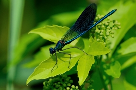 Gebänderte Prachtlibelle - Calopteryx splendens