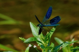 Gebänderte Prachtlibelle - Calopteryx splendens