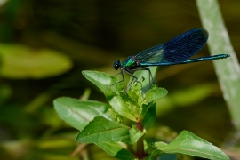 Gebänderte Prachtlibelle - Calopteryx splendens