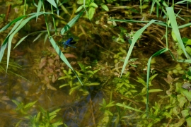 Gebänderte Prachtlibelle - Calopteryx splendens