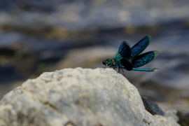 Gebänderte Prachtlibelle - Calopteryx splendens