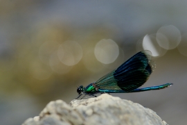 Gebänderte Prachtlibelle - Calopteryx splendens