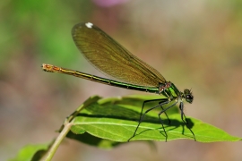 Gebänderte Prachtlibelle - Calopteryx splendens